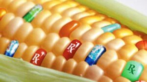 GMO Corn